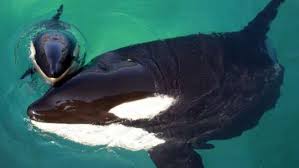 Tahlequah, la orca que cargó con su cría muerta durante 17 días, está  embarazada nuevamente